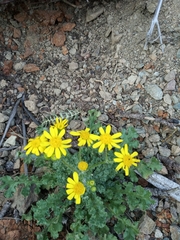 Senecio vernalis