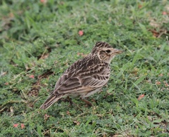 Oriental Skylark photo 3