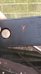 Micrathena sagittata