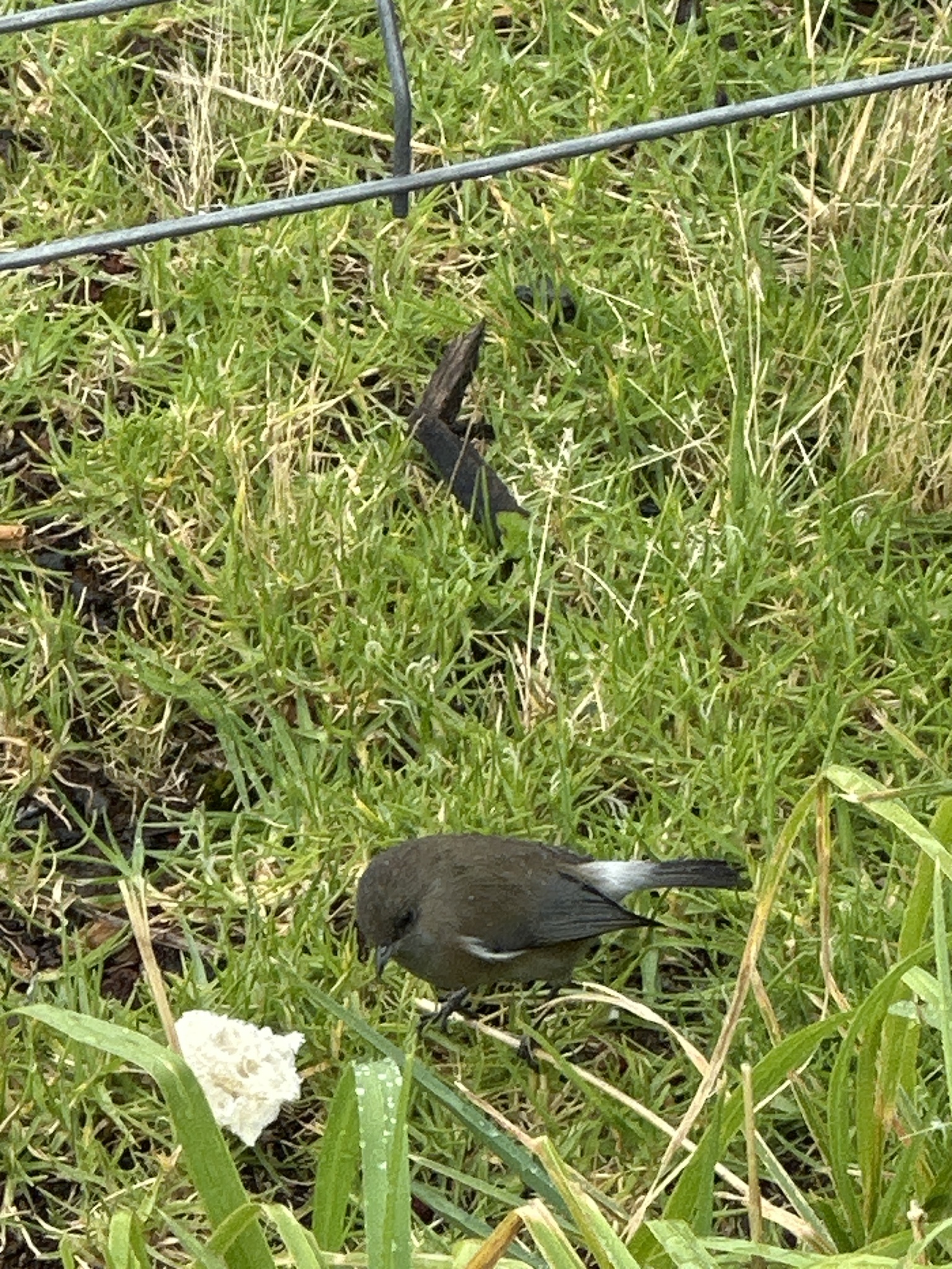 Reunion Grey White-eye (Zosterops borbonicus), photo 4