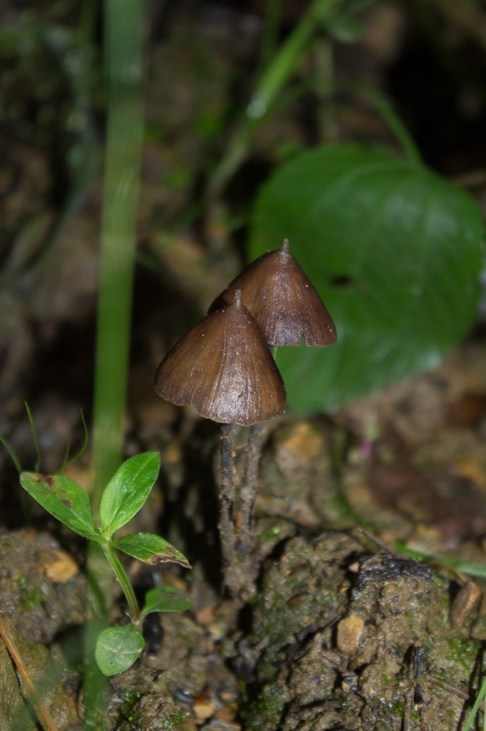 Psilocybe hoogshagenii · March 2025 · photo: © anpatty (iNaturalist, cc-by-sa)