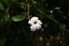 Duranta armata