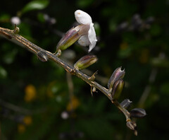 Duranta armata, photograph (c) Anders Hastings, some rights reserved (CC BY)