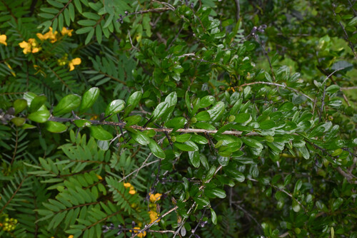 Duranta armata, photograph 2