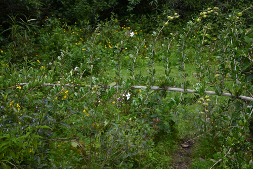 Duranta armata, photograph 3