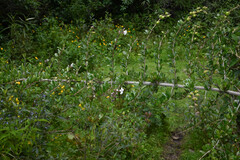 Duranta armata, photograph (c) Anders Hastings, some rights reserved (CC BY)