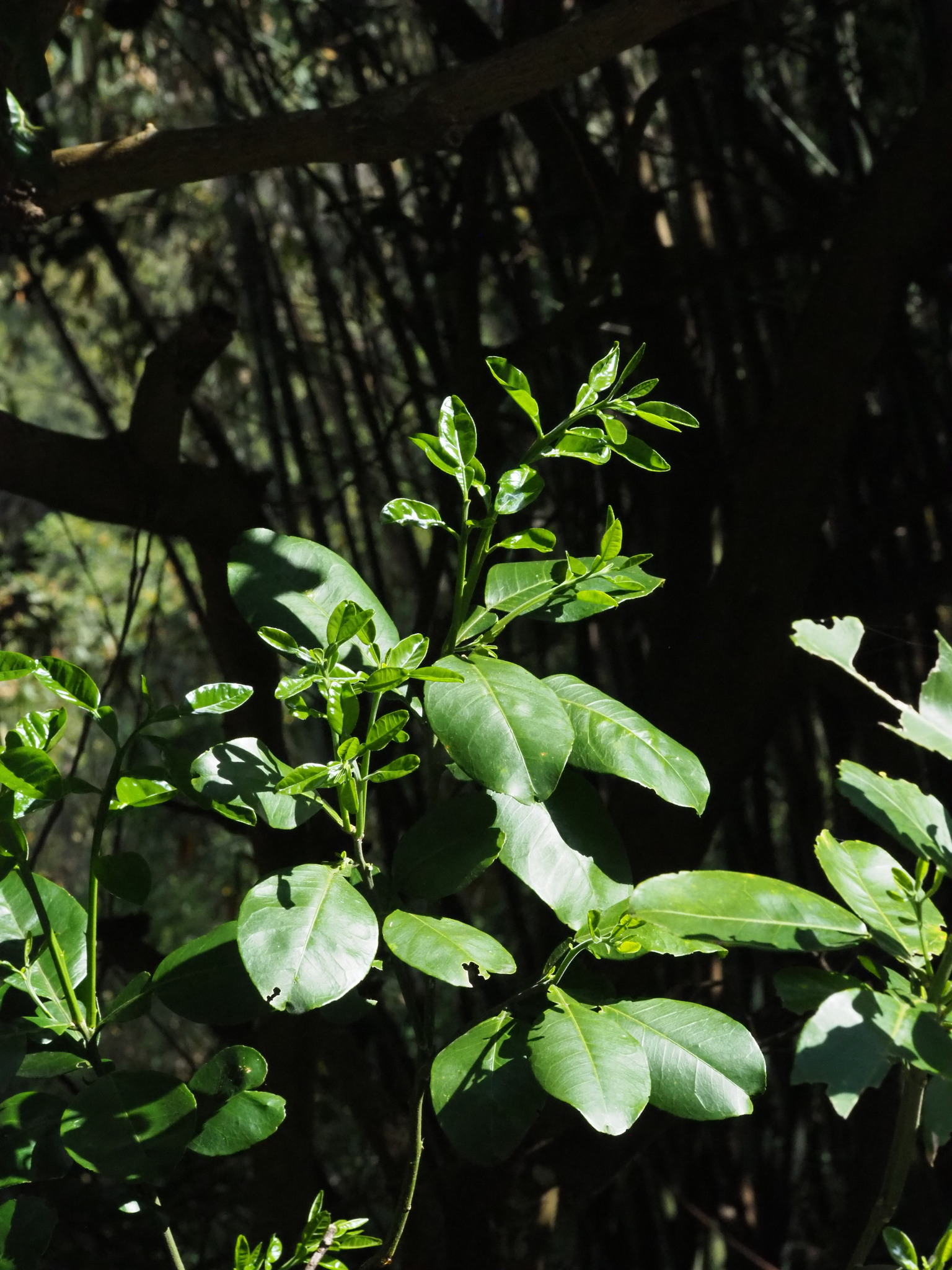 Shaddock (Citrus maxima)