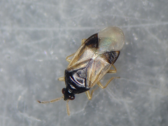 Orius vicinus