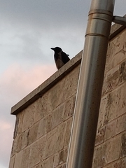 Corvus cornix