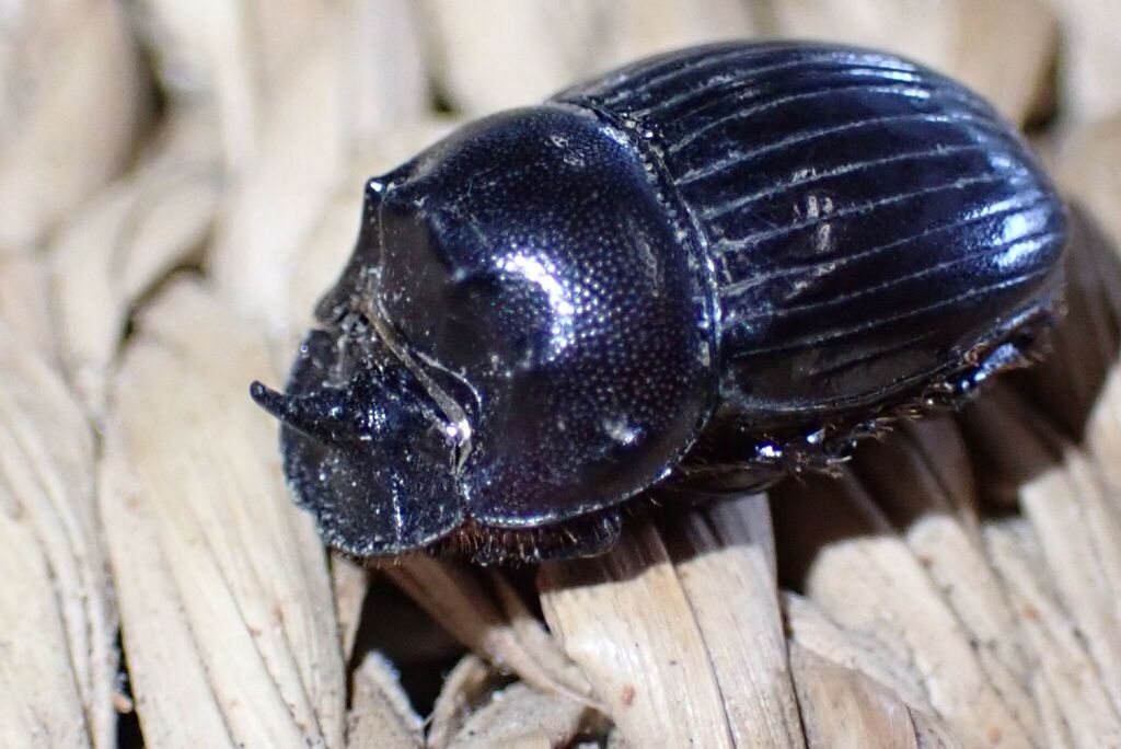 Copris evanidus