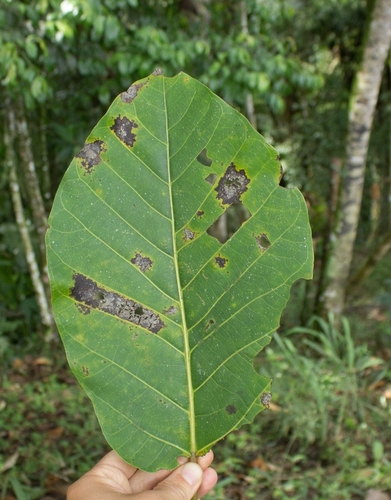 Ficus cuatrecasasiana, photograph 2