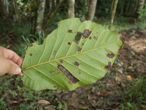 Ficus cuatrecasasiana, photograph 3