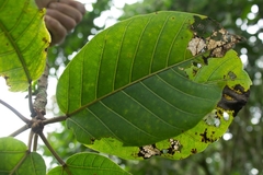 Ficus cuatrecasasiana, photograph (c) Ángela Patricia Rojas Cortés, some rights reserved (CC BY-SA)