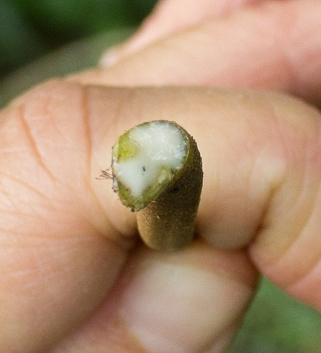 Ficus cuatrecasasiana, photograph 5