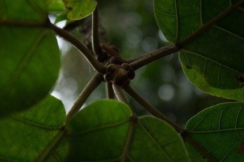 Ficus cuatrecasasiana, photograph 6