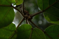 Ficus cuatrecasasiana, photograph (c) Ángela Patricia Rojas Cortés, some rights reserved (CC BY-SA)