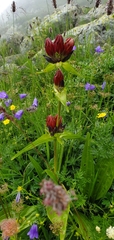 Gentiana purpurea