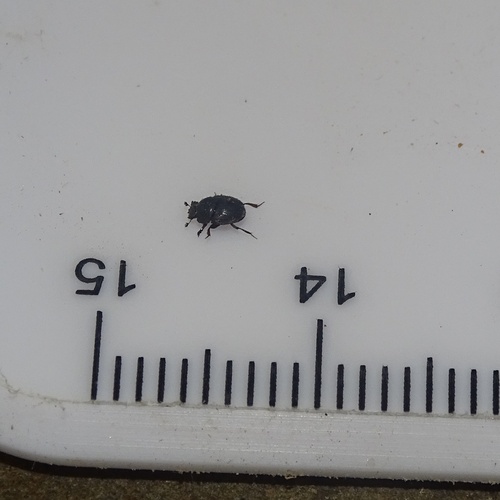 Odontoloma pauxillum