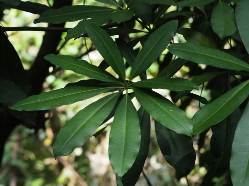 Image of Alstonia scholaris by no rights reserved
