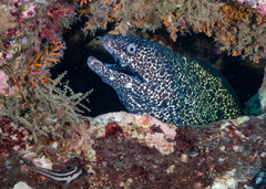 Moray Eel