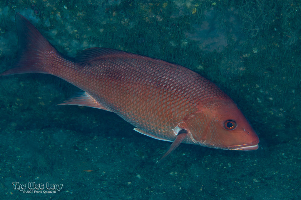 Red Snapper