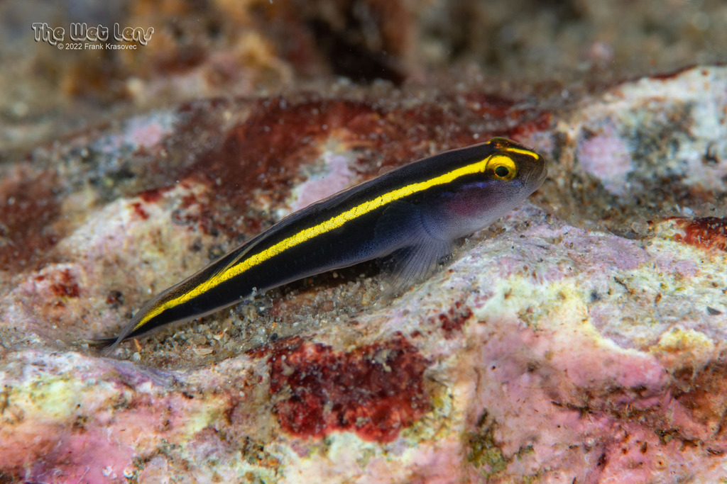 Yellowprow Goby