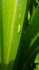 Draeculacephala soluta