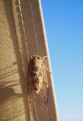 Cicada cretensis