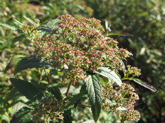 Spiraea × bumalda