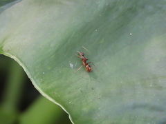 Camponotus irritans