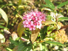 Spiraea × bumalda