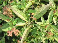Spiraea × bumalda