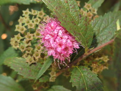 Spiraea × bumalda