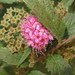 Spiraea × bumalda - Photo (c) yaoshawn, algunos derechos reservados (CC BY-NC), subido por yaoshawn