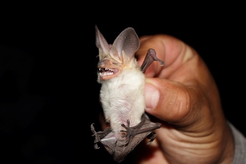 Pallid Bat