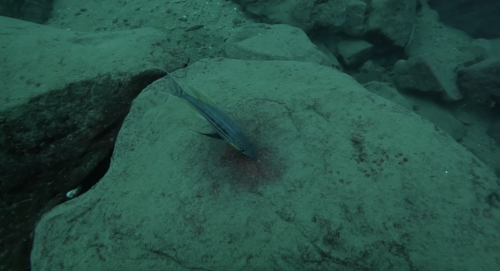 Benthochromis horii