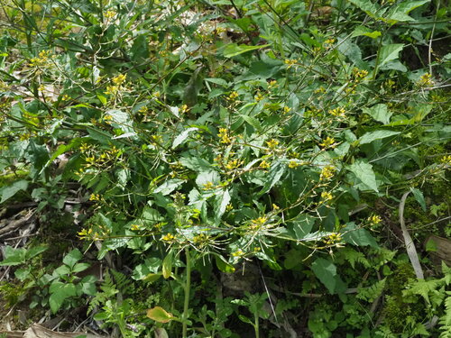 Image of Rorippa indica by no rights reserved