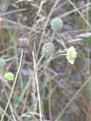 Scabiosa ochroleuca