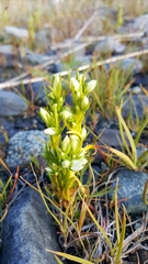 Lomatogonium rotatum