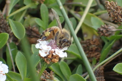 Apis mellifera