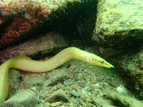 Yellow spiny eel (Mastacembelus flavidus) — Mastacembelidae