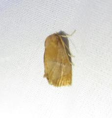 Apoda latomia