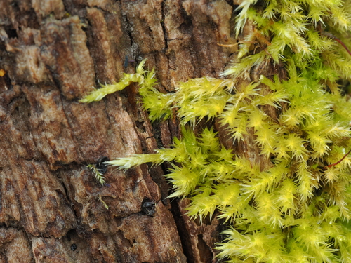 Image of Homalothecium fulgescens by no rights reserved