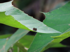 Brenthia formosensis