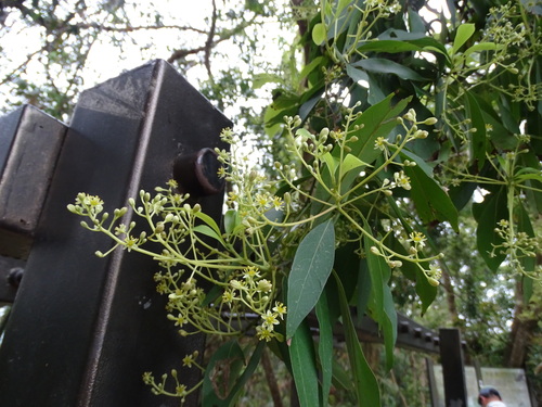 Image of Machilus zuihoensis by (c) 百香果, some rights reserved (CC BY)