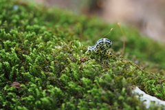 Cystidia truncangulata