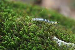 Cystidia truncangulata