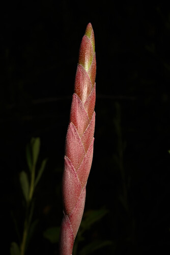Tillandsia cauligera, photograph 2