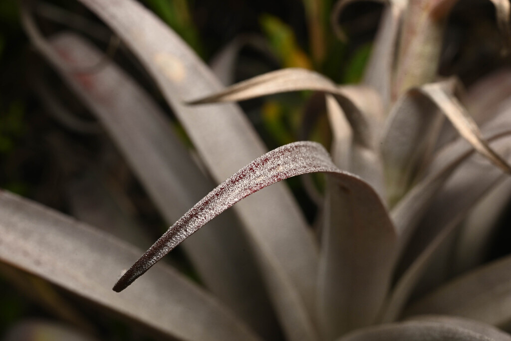 Tillandsia cauligera; photograph (c) Anders Hastings, some rights reserved (CC BY)