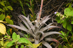 (c) Anders Hastings, some rights reserved (CC BY) Tillandsia cauligera, photograph (c) Anders Hastings, some rights reserved (CC BY)
